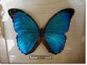 PAPILLON BLEU
